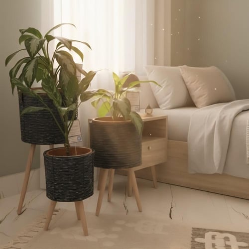 3 نباتات اجلونيما مع طقم مراكن خشبية مرتفعه