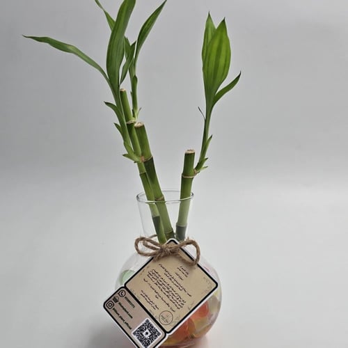 نبات بامبو مع فازا زجاجية بألوان مختلفة