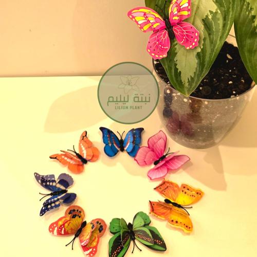 2 فراشة لتزين النبات