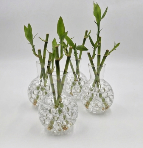 Bamboo plant with a glass vase in different colors