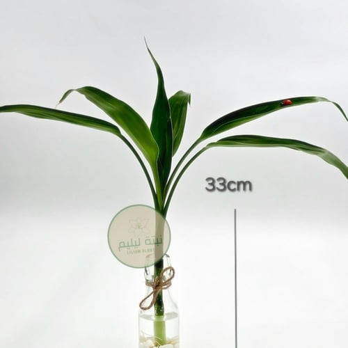 نبات بامبو عصا موسى مع فازه زجاجية