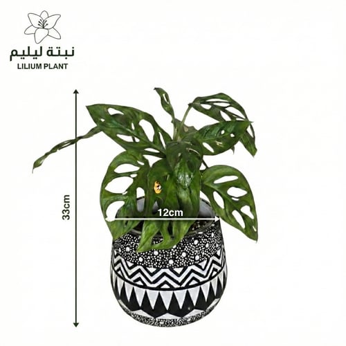 طقم نبات مونستيرا و زاميا في احواض فخارية فخمة