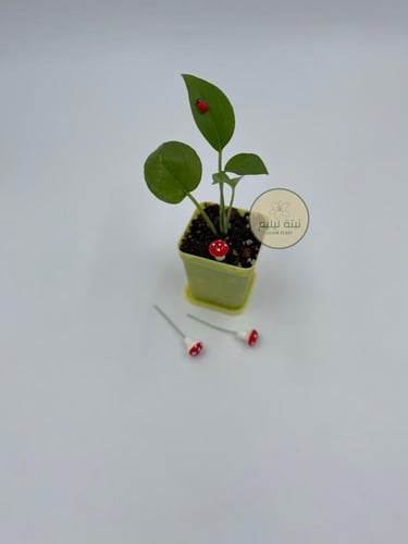 فطر لتزين النبات