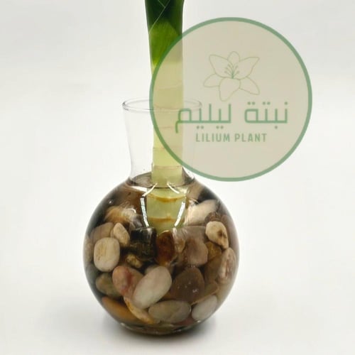 بامبو لوتس مع فازا زجاجية