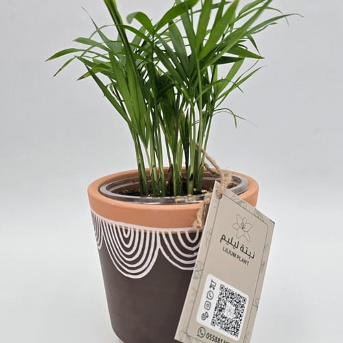 نبات شامدوريا مع مركن فخار