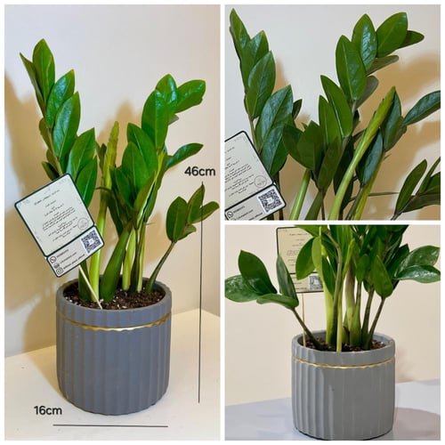 نبات زاميا مزروع بمركن فخار وردي او رصاصي