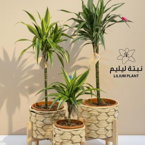طقم خشبي مع 3 نباتات دراسينيا