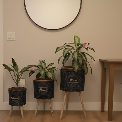 3 نباتات اجلونيما مع طقم مراكن خشبية مرتفعه