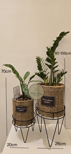 طقم خسف نبات زاميا و اجلونيما