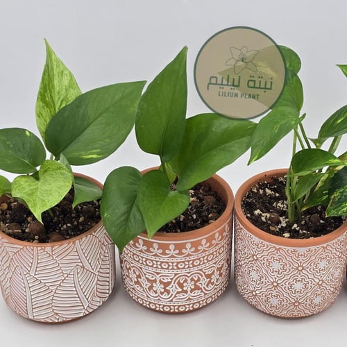 نبات بوتس مزروع في مركن فخار بني فاتح جودته عالية