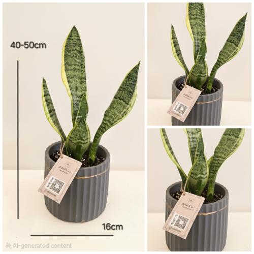 نبات سنسفيرا جلد النمر