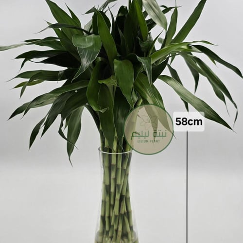 نبات ساق البامبو