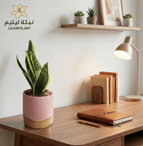 نبات جلد النمر مع مركن فخاري عودي او بينك