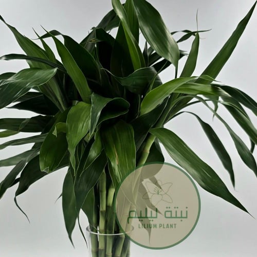 نبات ساق البامبو