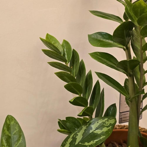 طقم خسف نبات زاميا و اجلونيما