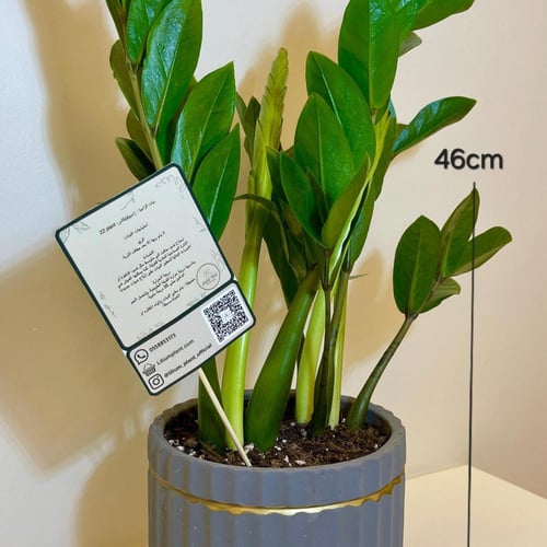 نبات زاميا مزروع بمركن فخار وردي او رصاصي