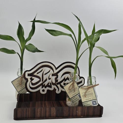 عرض العيد 10حبات نبات البامبو مع فازا و استاند هدي...