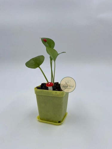 فطر لتزين النبات