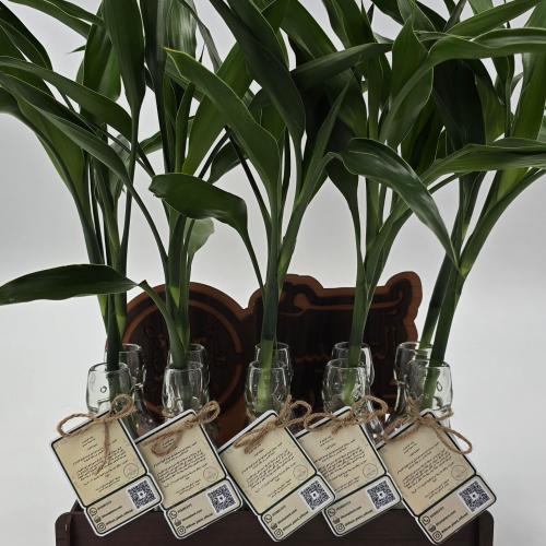 10 بامبو مع استاند التأسيس هدية