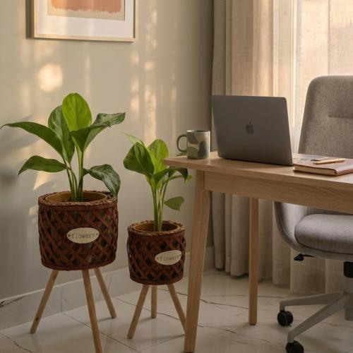 Aloe vera plant with a tall wooden pot