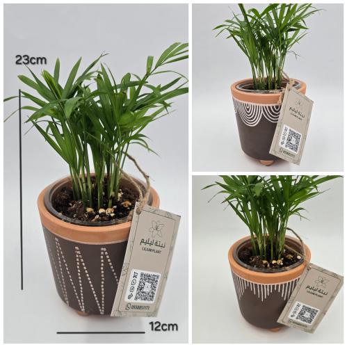 نبات شامدوريا مع مركن فخار