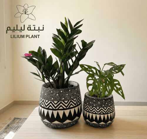 طقم نبات مونستيرا و زاميا في احواض فخارية فخمة