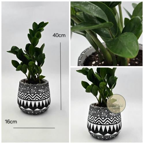 نبات زاميا مزروع بمركن فخار حجم وسط