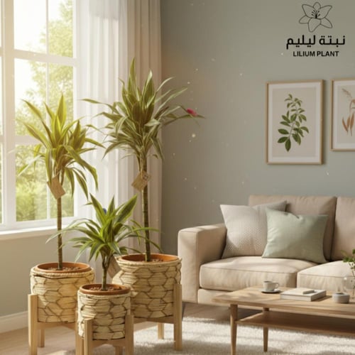 طقم خشبي مع 3 نباتات دراسينيا