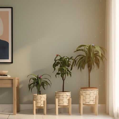 طقم خشبي مع 3 نباتات دراسينيا