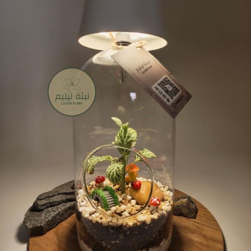 ابجورة نبتة فيتونيا بشكل فانوس