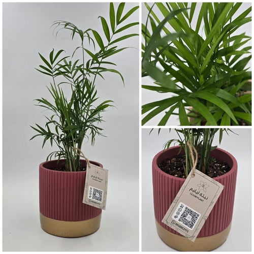 نبات شامدوريا مزروع في مركن فخار لونه عودي