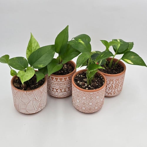 نبات بوتس مزروع في مركن فخار بني فاتح جودته عالية