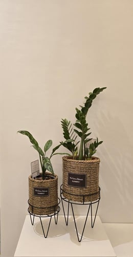 طقم خسف نبات زاميا و اجلونيما