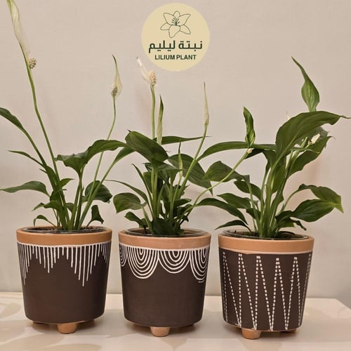 نبات زنبقة السلام مع مركن فخار