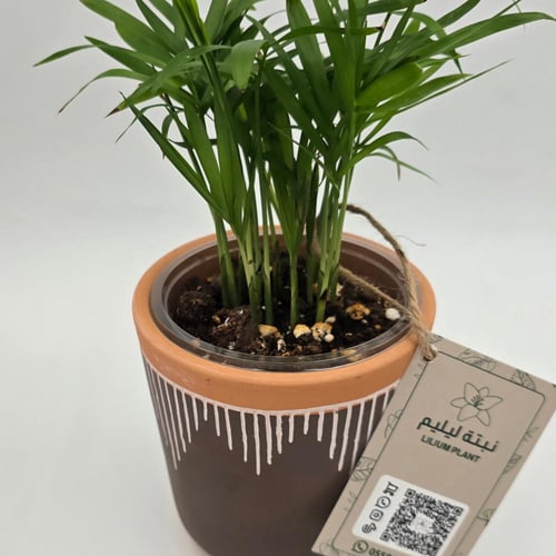 نبات شامدوريا مع مركن فخار