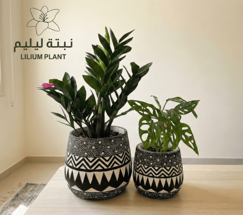 طقم نبات مونستيرا و زاميا في احواض فخارية فخمة