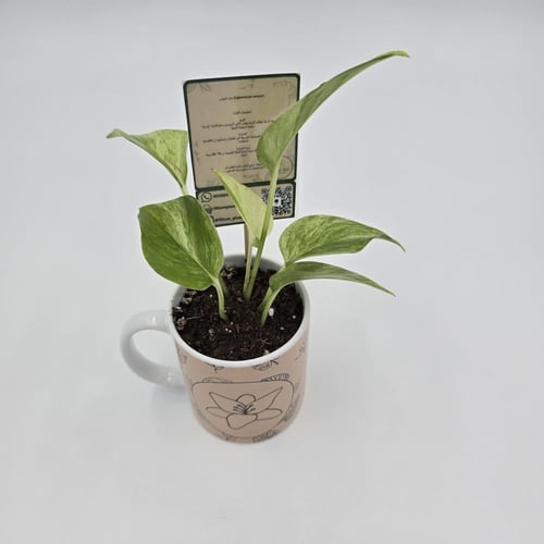 نبتة بوتس مزروعة في كوب طباعة حسب الطلب