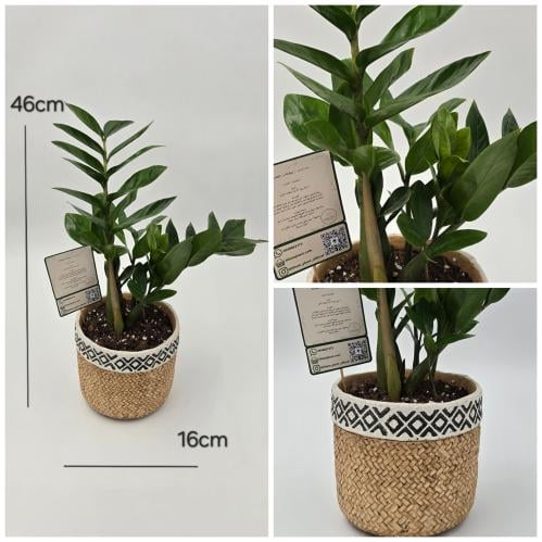 زاميا مزروعة بمركن فخار بطراز قش