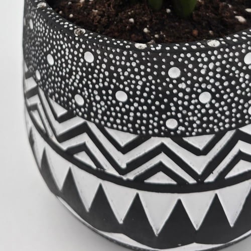 نبات زاميا مزروع بمركن فخار كبير