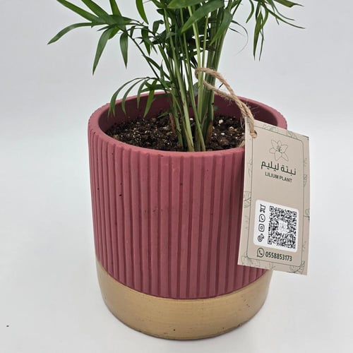 نبات شامدوريا مزروع في مركن فخار لونه عودي