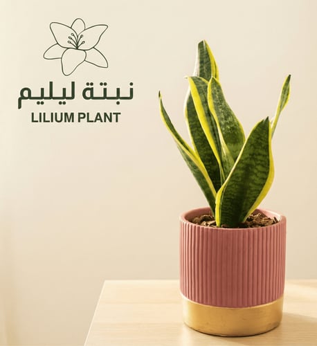 نبات جلد النمر مع مركن فخاري عودي او بينك