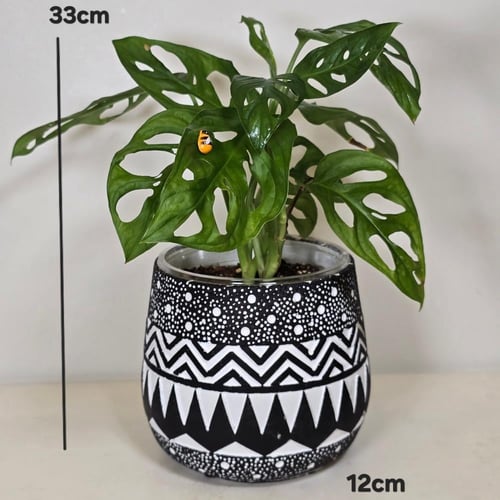 طقم نبات مونستيرا و زاميا في احواض فخارية فخمة