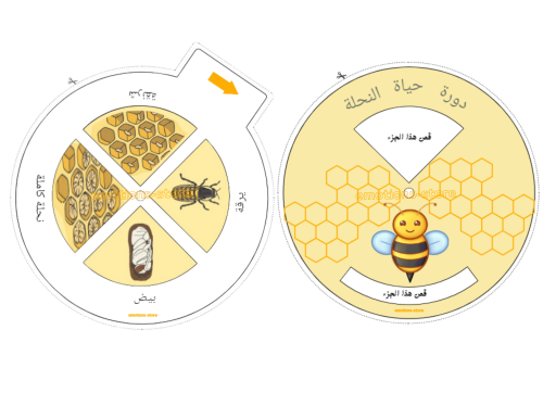 مطوية دورة حياة النحلة-