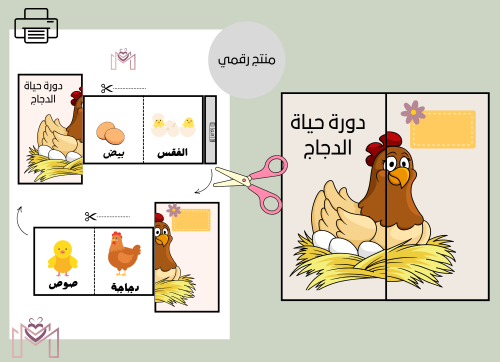 مطوية دورة حياة الدجاج). Pdfجاهزه للطباعه