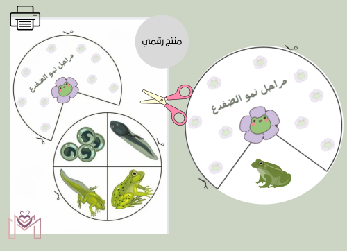 مطويه دورة حياة الضفدع pdf