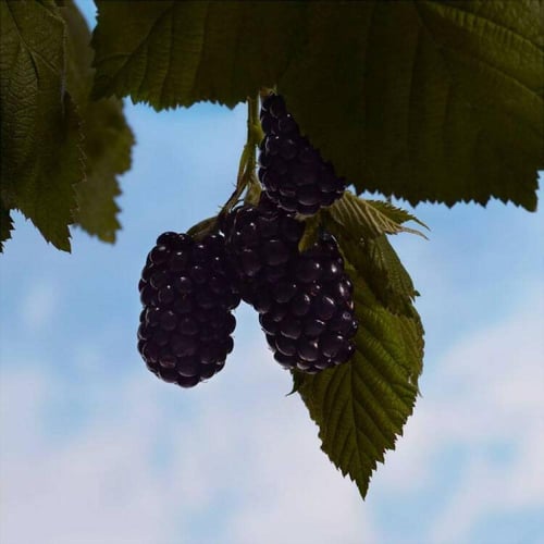 عطر بربري هير انتنس او دو بارفيوم 100مل