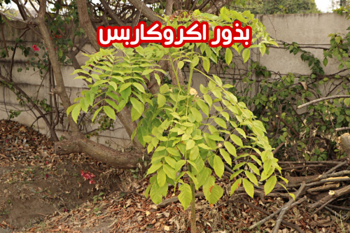 بذور اكروكاربس
