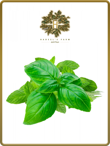 ريحان ليموني عضوي