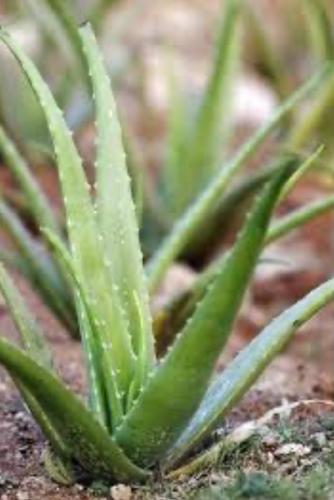 صبار aloe vera