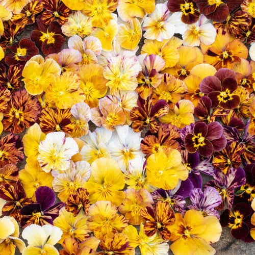 بذرة زهور فايلولا